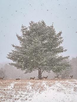 The Snows of Canajoharie, photo by Phil Scalia