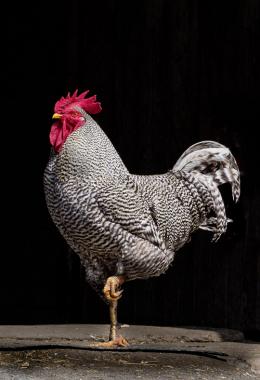 White Rooster with black flecks and red head standing on one leg against a black background