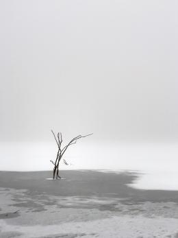 Black and white photo of a lone tree in winter 
