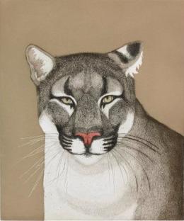 The upper torso and head of a mountain lion, who stares out at the viewer intently from a stark sand colored background