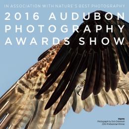 Photograph of osprey in flight with text "2016 Audubon Photography Awards Show"